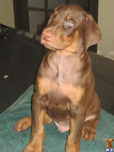 Puppies for Sale